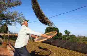  Café e soja garantem as maiores margens do ano para produtores paranaenses, aponta Deral